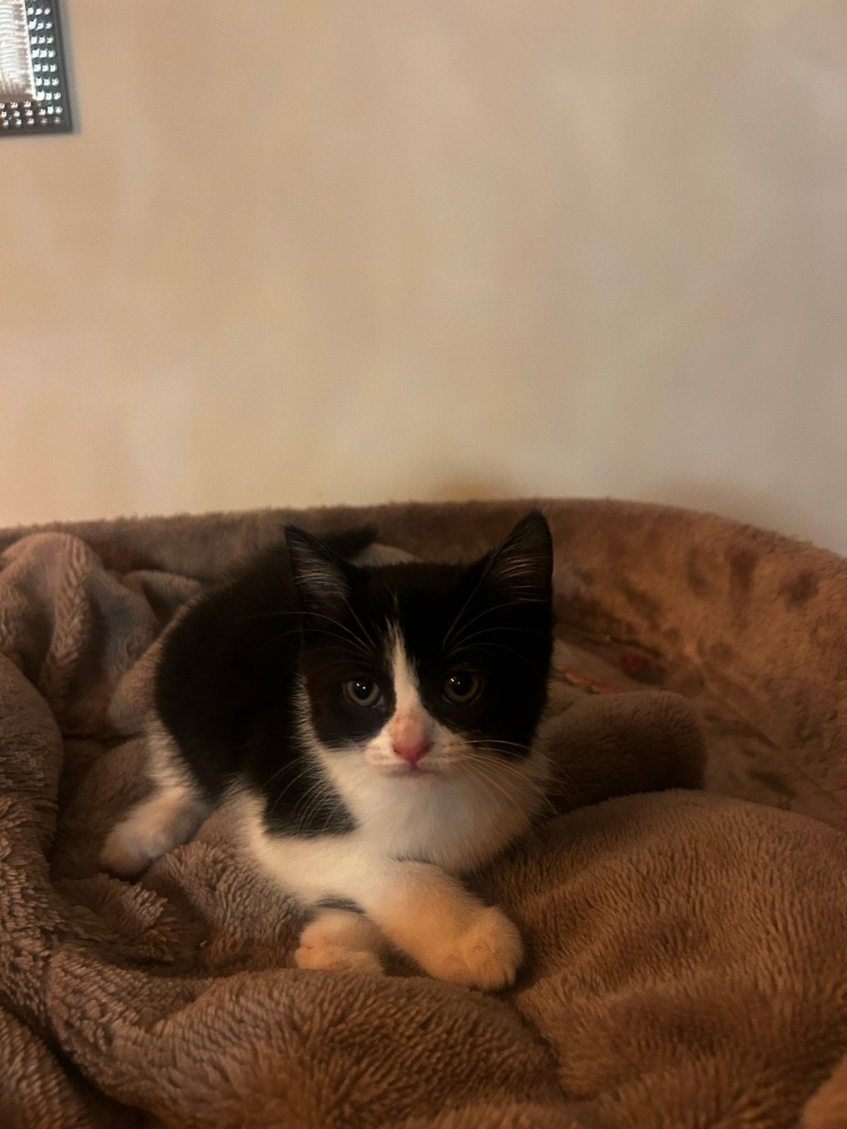 kittens opzoek naar een huisje, Dieren en Toebehoren