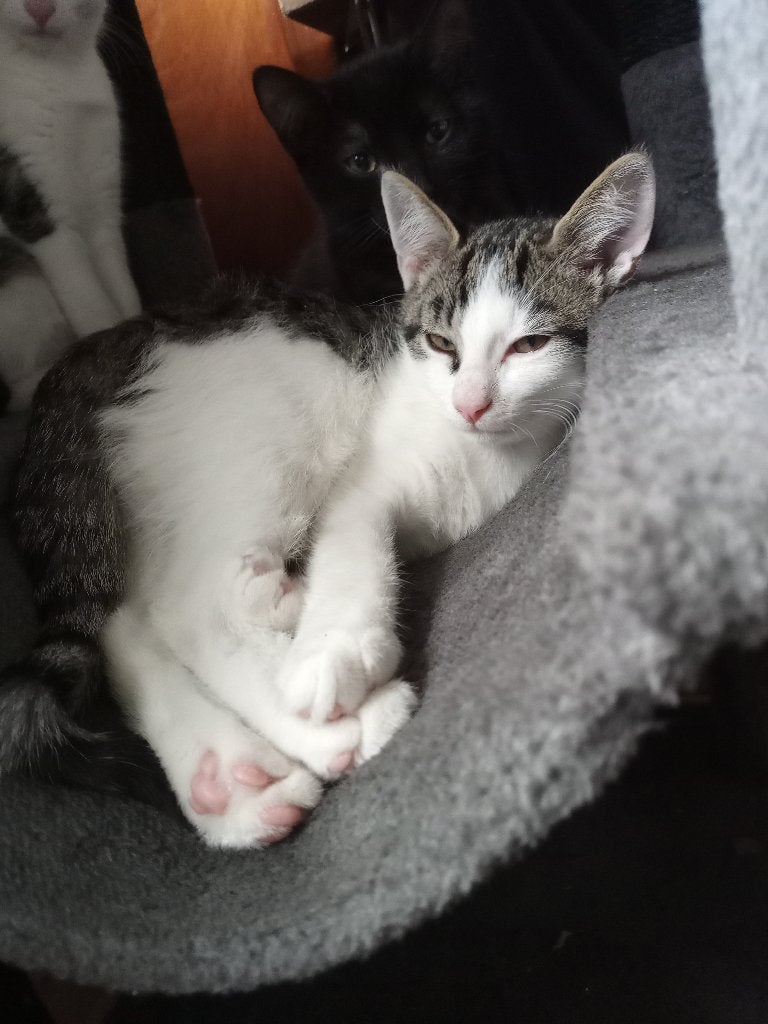 Mensgerichte kittens zoeken een nieuw thuis, zwart en cyper, Dieren en Toebehoren, Katten en Kittens | Overige Katten, Meerdere dieren