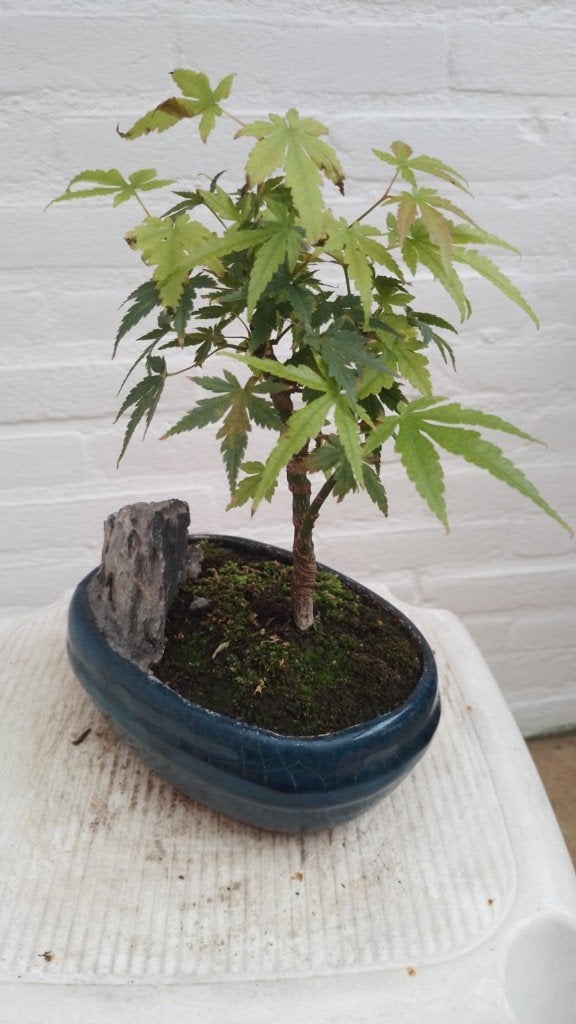 Bonsai Acer Palmatum met Rots, Bloeit niet, Halfschaduw, Overige soorten, Minder dan 100 cm