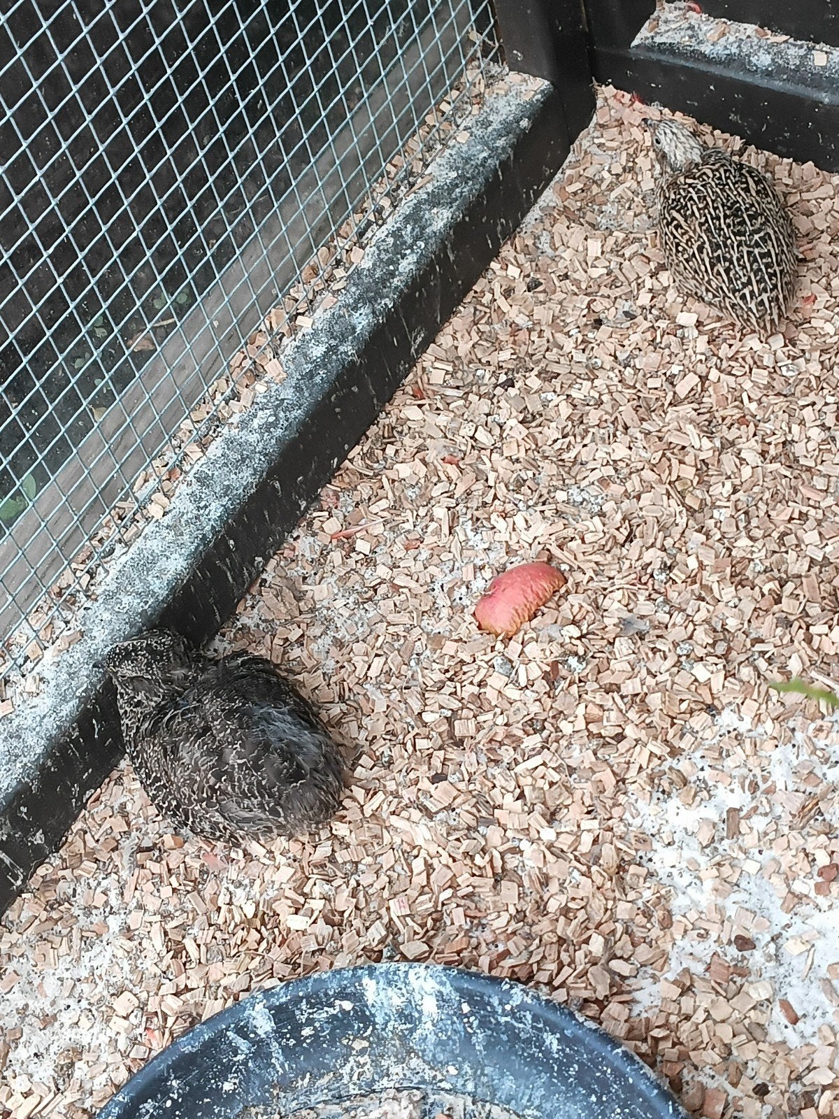 Kwartels, Dieren en Toebehoren, Meerdere dieren, Zangkanarie