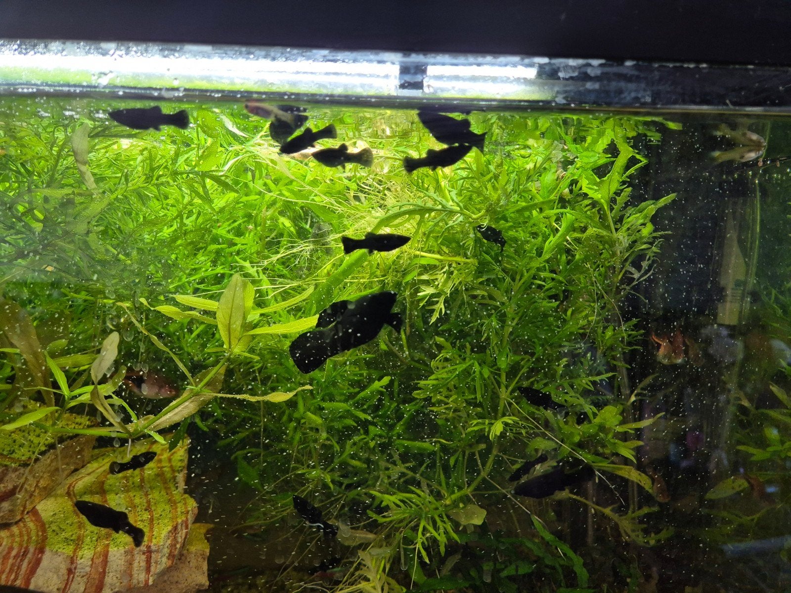 Baby mollies, Dieren en Toebehoren, Vissen | Aquariumvissen, Vis