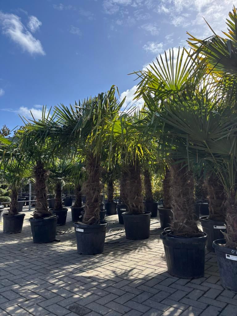 Trachycarpus fortunei - winterharde palmbomen, Tuin en Terras, Planten | Bomen, 100 tot 250 cm, Zomer, Palmboom, Ophalen
