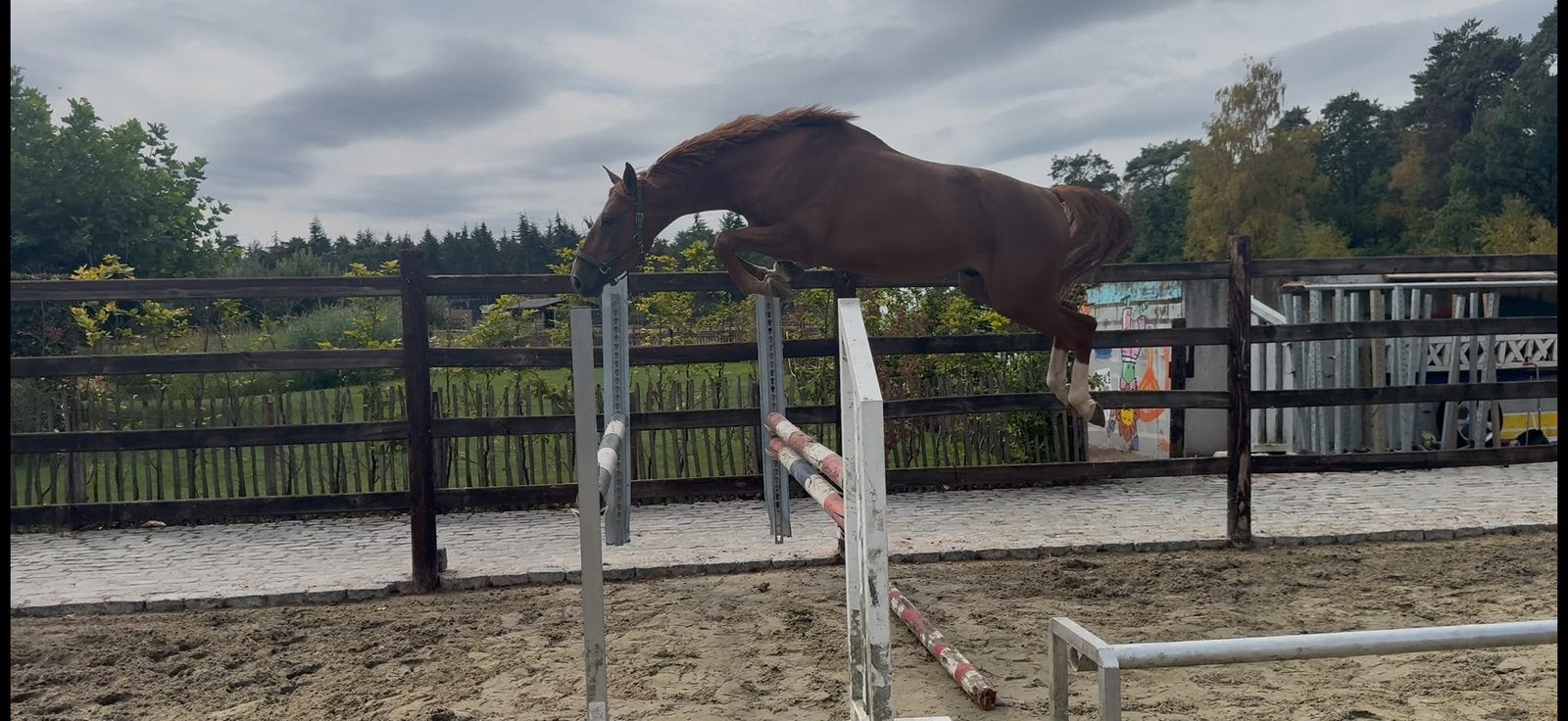 Kwaliteitvol 4 jarig springpaard, Dieren en Toebehoren, Springpaard, 3 tot 6 jaar, 165 tot 170 cm, Zadelmak