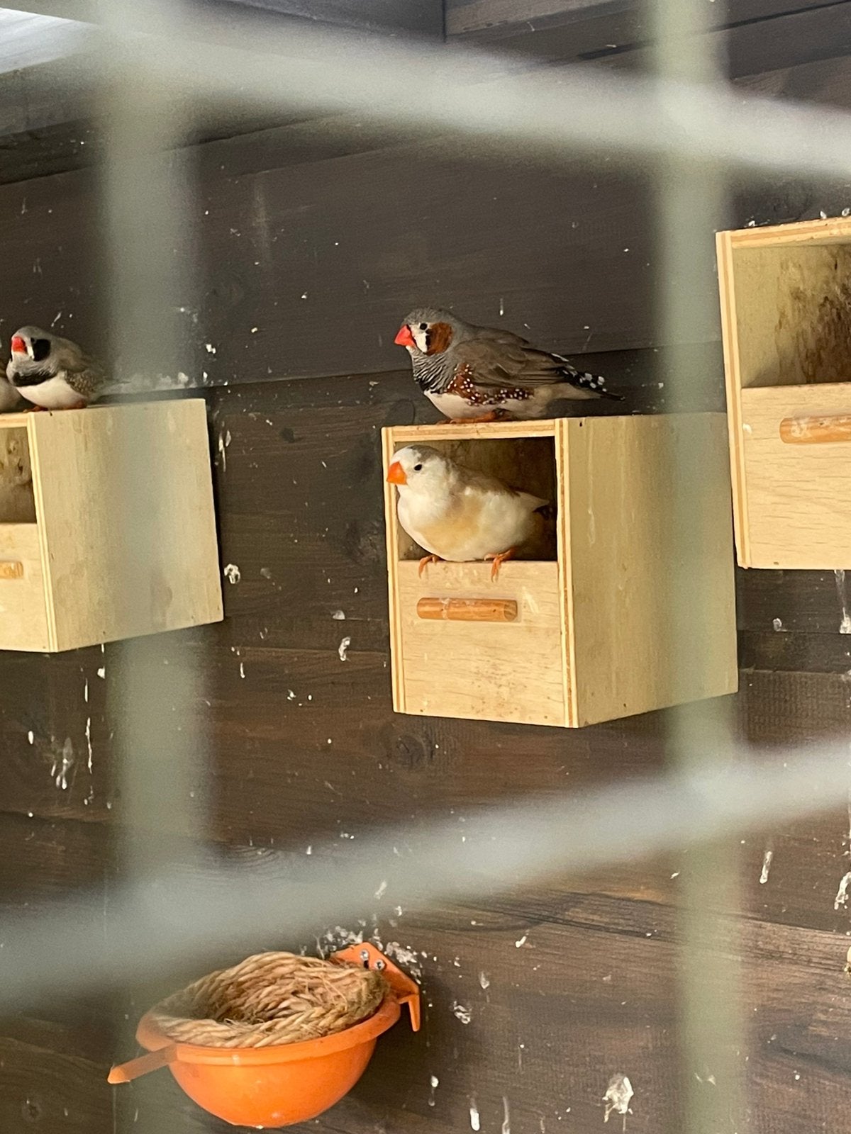 Mooi koppel grote zebravinken van 2026, Meerdere dieren, Tropenvogel, Geringd