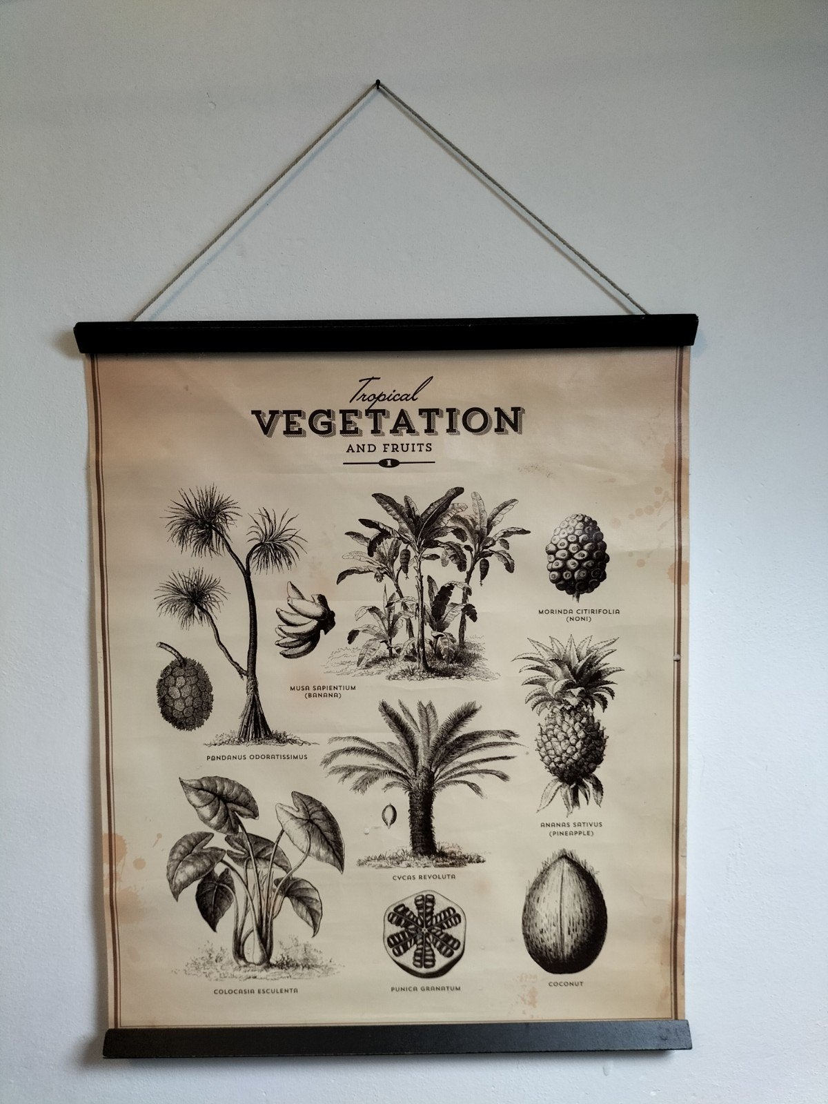 Vintage Schoolplaat Tropische Vegetatie en Fruit, Ophalen of Verzenden, Minder dan 50 cm, Schilderij