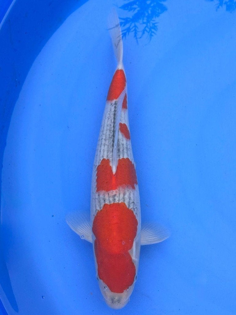 HQ Nisai van Izumiya | Koikarpers  | Nisai vissen, Dieren en Toebehoren, Vissen | Vijvervissen, Karper of Koi