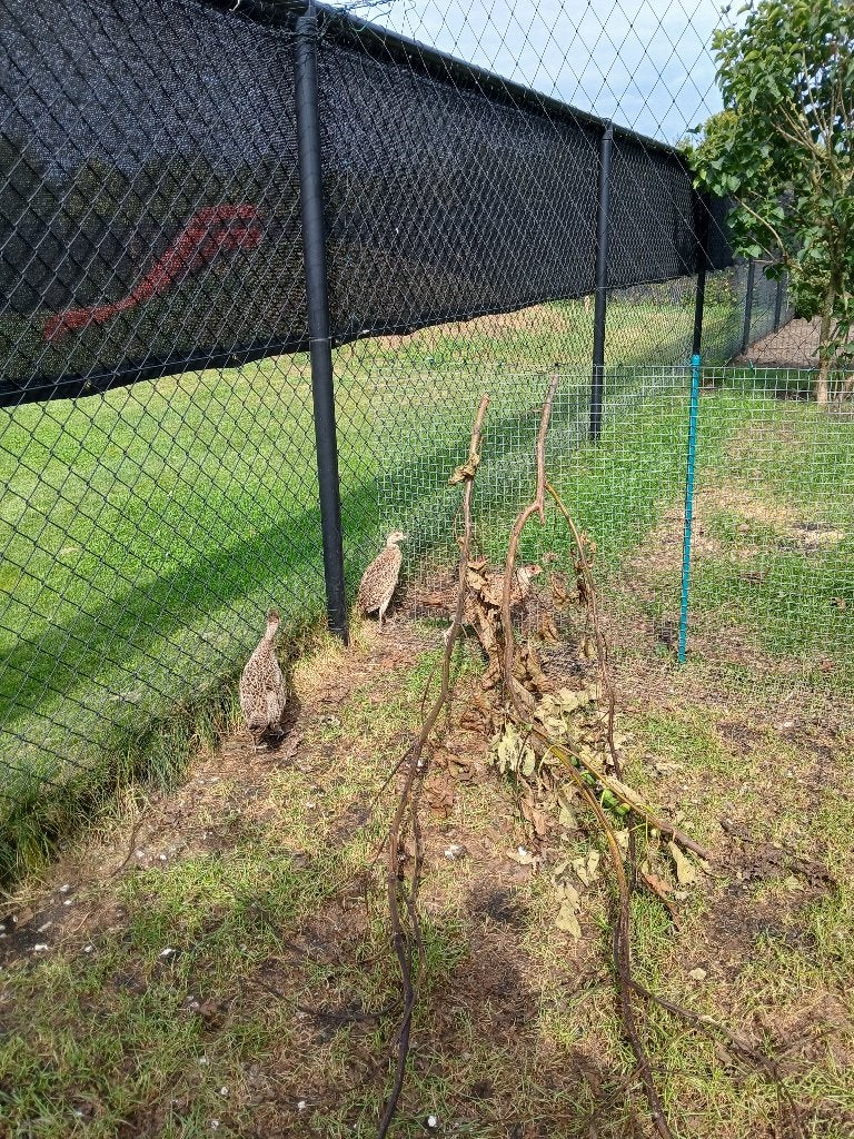 Bosfazanten, Dieren en Toebehoren, Pluimvee, Meerdere dieren, Overige soorten