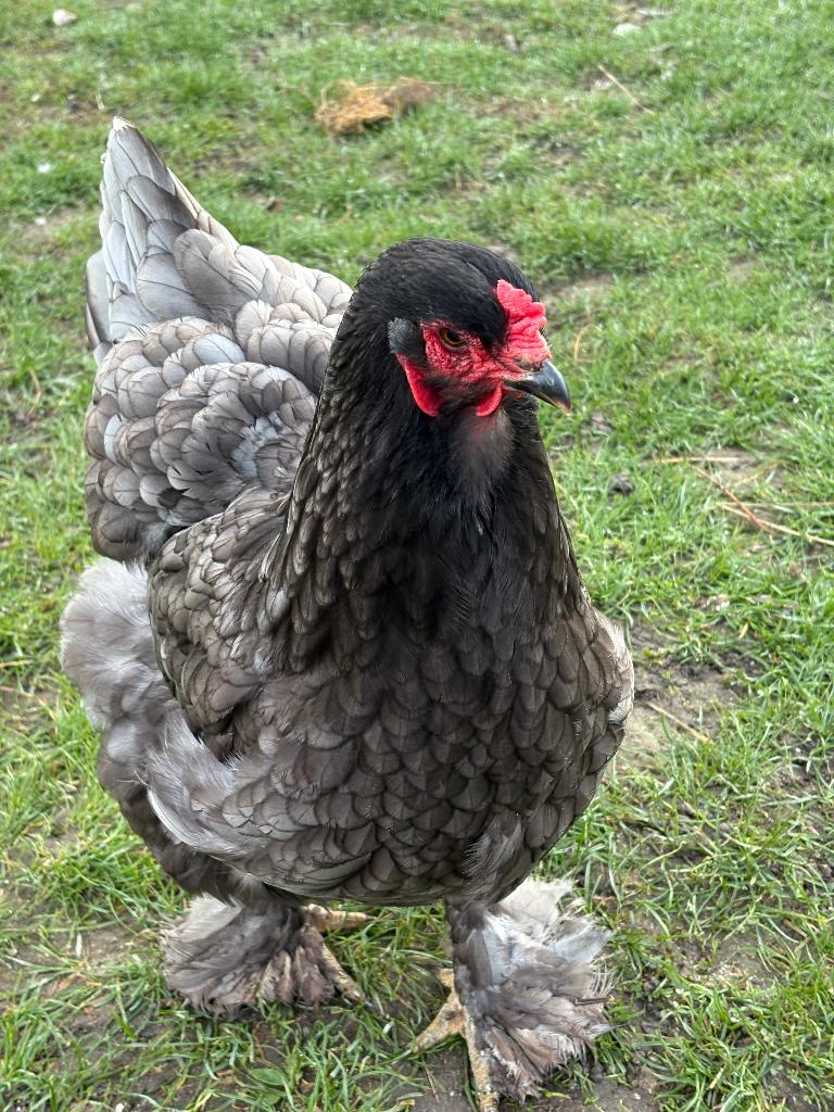 Broedeieren Brahma, Dieren en Toebehoren, Pluimvee, Geslacht onbekend, Kip