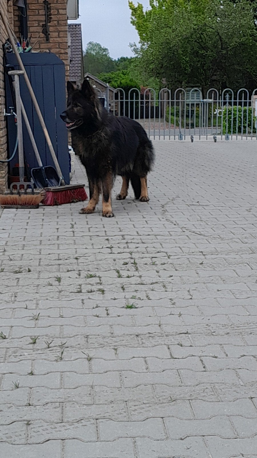 Oud Duitse Herder pups te koop, 8 tot 15 weken, Parvo, Meerdere, Meerdere dieren