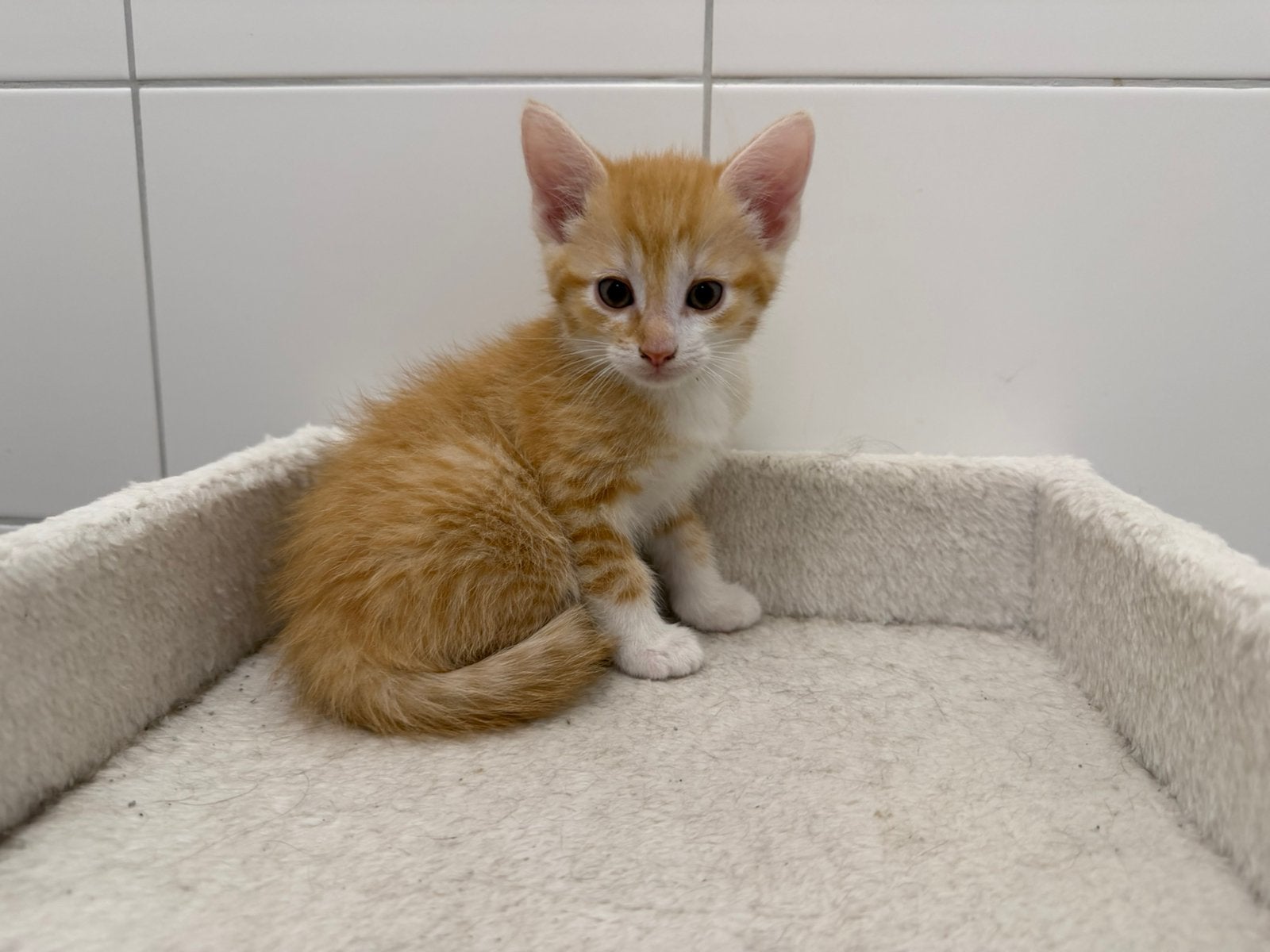 Mooie kittens Noorse boskat en Mr X, Dieren en Toebehoren, Meerdere dieren