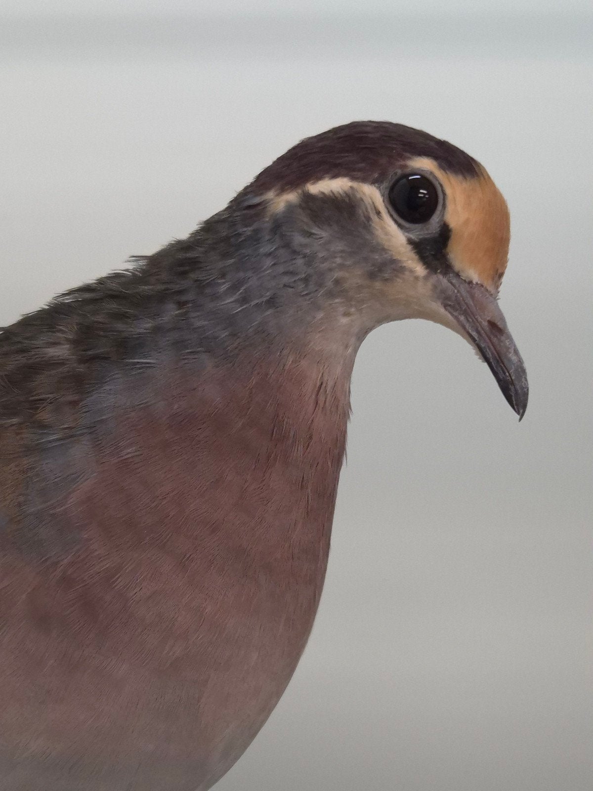 1-1 Bronsvleugel duiven, Dieren en Toebehoren, Vogels | Overige Vogels, Meerdere dieren, Tropenvogel, Geringd
