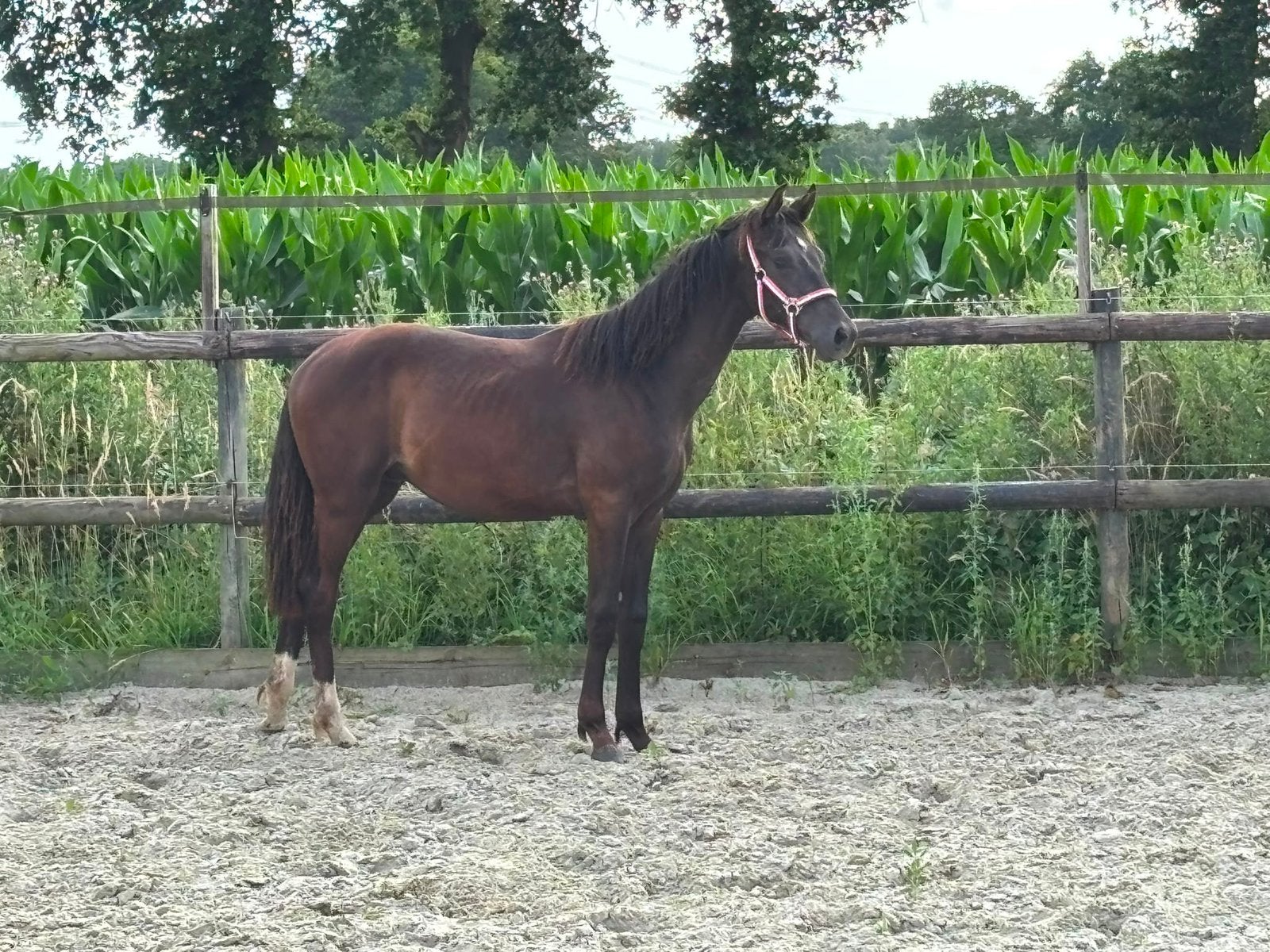 Jaarling hengst One million x Andretti, Met stamboom, Niet van toepassing, Dressuurpaard, 0 tot 2 jaar