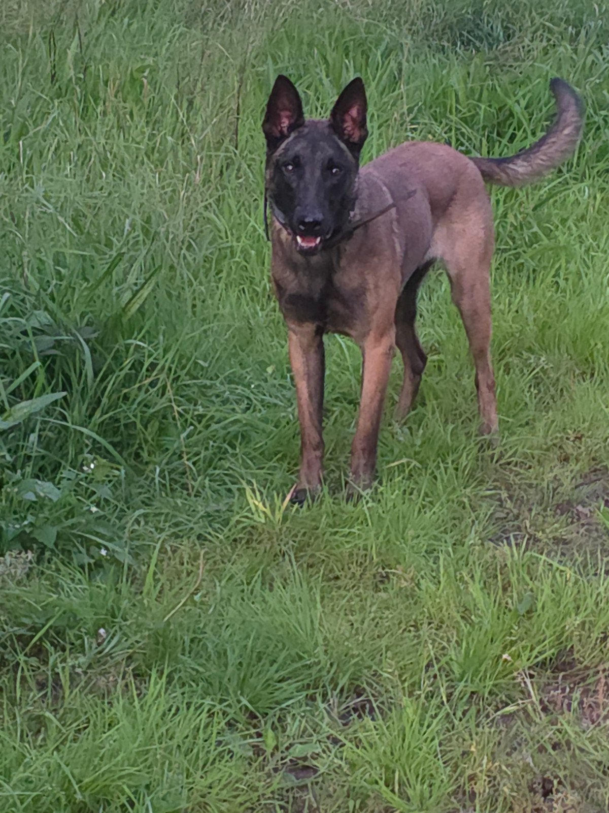 mechelse herder teef., 15 weken tot 1 jaar, Teef, Eén hond, CDV (hondenziekte)