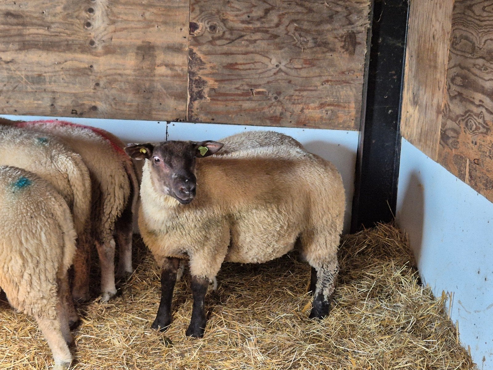 kruising suffolk ram, Mannelijk, Schaap
