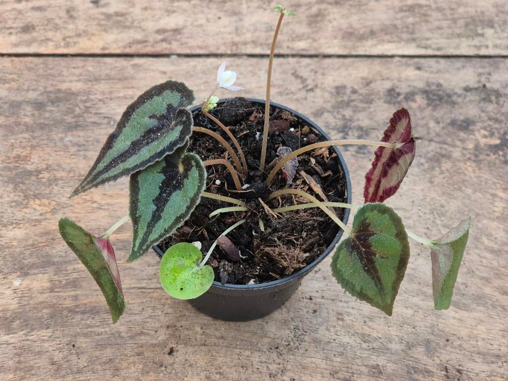 Begonia Dinhdui (1), Ophalen of Verzenden, Halfschaduw, Minder dan 100 cm