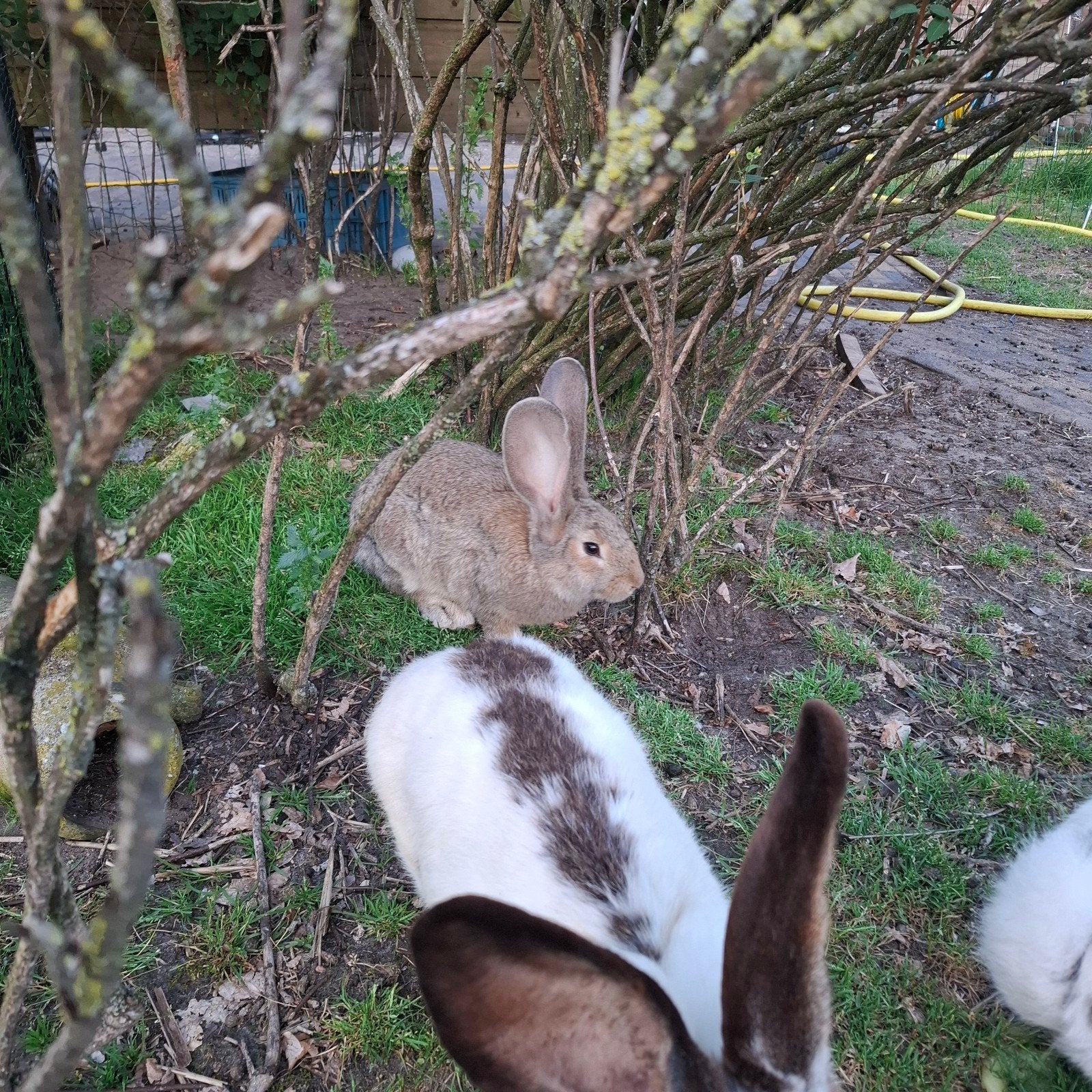 5 rammen en 3 voedsters zoeken nieuw huisje, Meerdere dieren