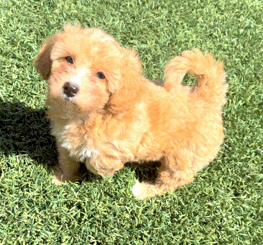 Maltipoo pup teefje, Parvo, Overige rassen, 8 tot 15 weken, Teef