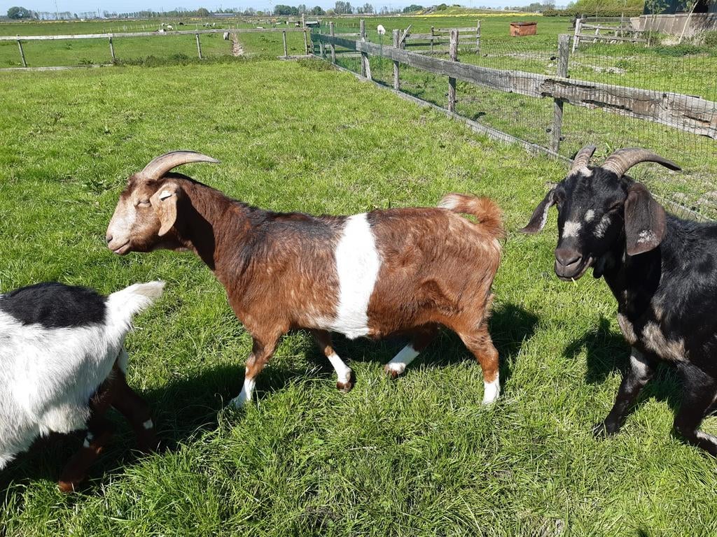 Lieve aanhankelijke geit !, Dieren en Toebehoren, Schapen, Geiten en Varkens, Vrouwelijk, Geit, 3 tot 5 jaar