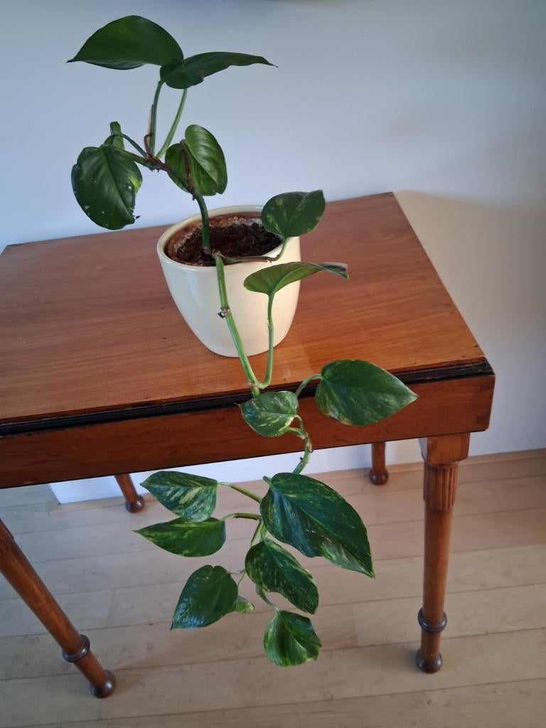Drakenklimop scindapsus, Ophalen of Verzenden, Halfschaduw, Minder dan 100 cm