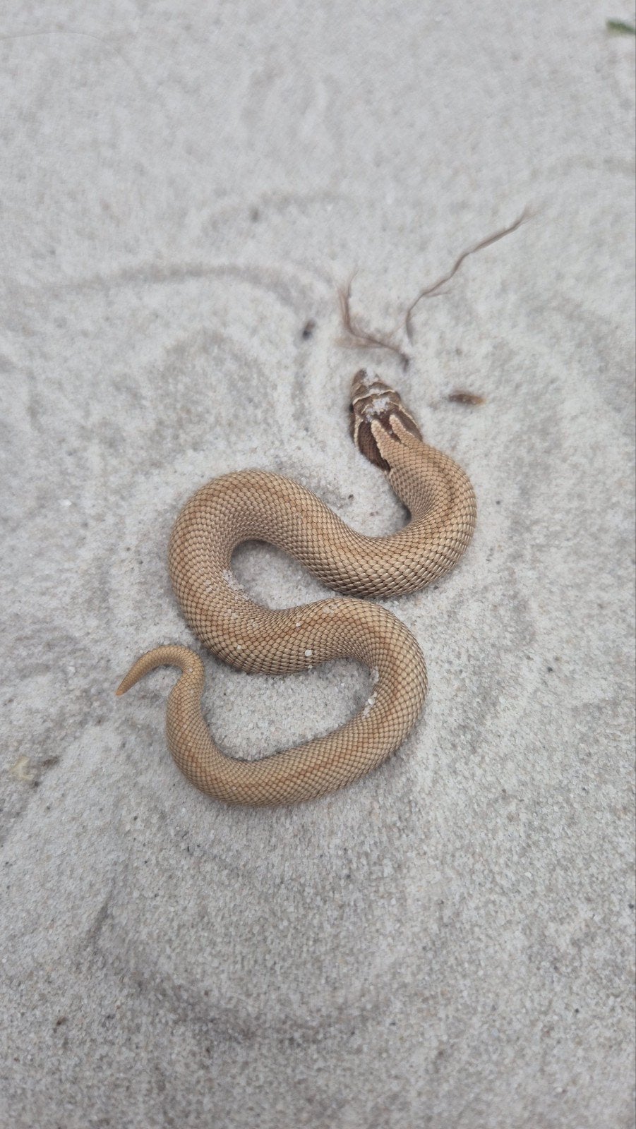 Haakneusslangen uit 2026 Snow/het snow Hognose Snake photo 9