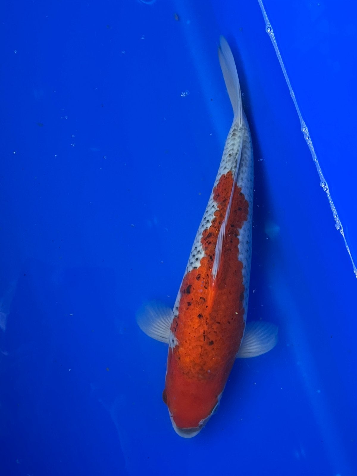 Goshiki, Dieren en Toebehoren, Karper of Koi