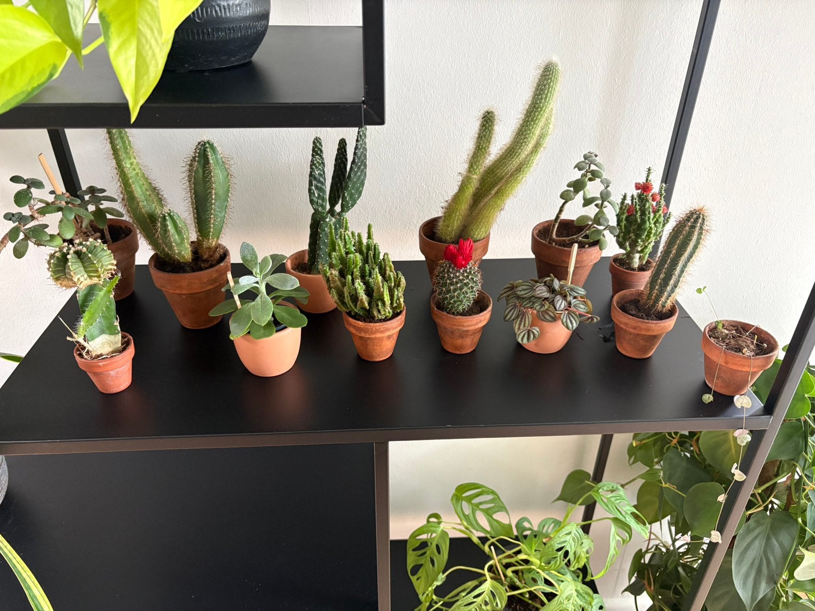 Kleine vetplantjes en cactussen met pot, Ophalen, Overige soorten, Volle zon
