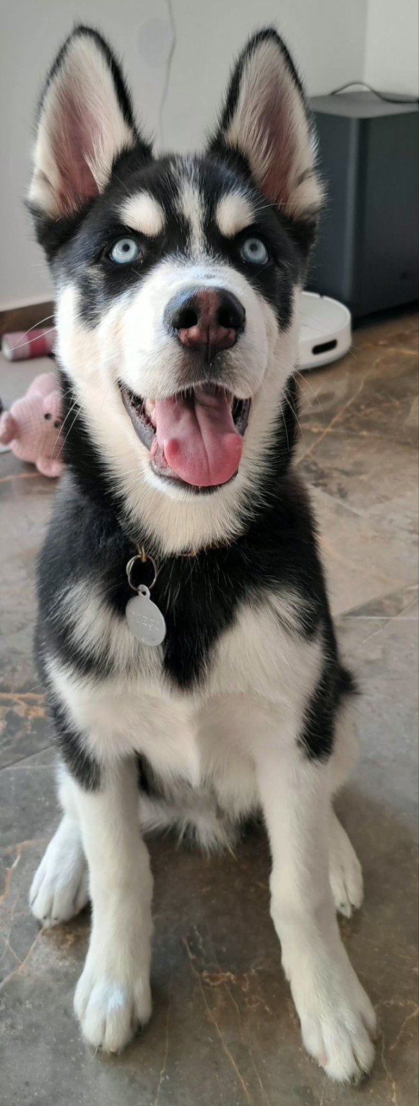 Husky pup, Dieren en Toebehoren, 15 weken tot 1 jaar, Parvo, Eén hond, Nederland
