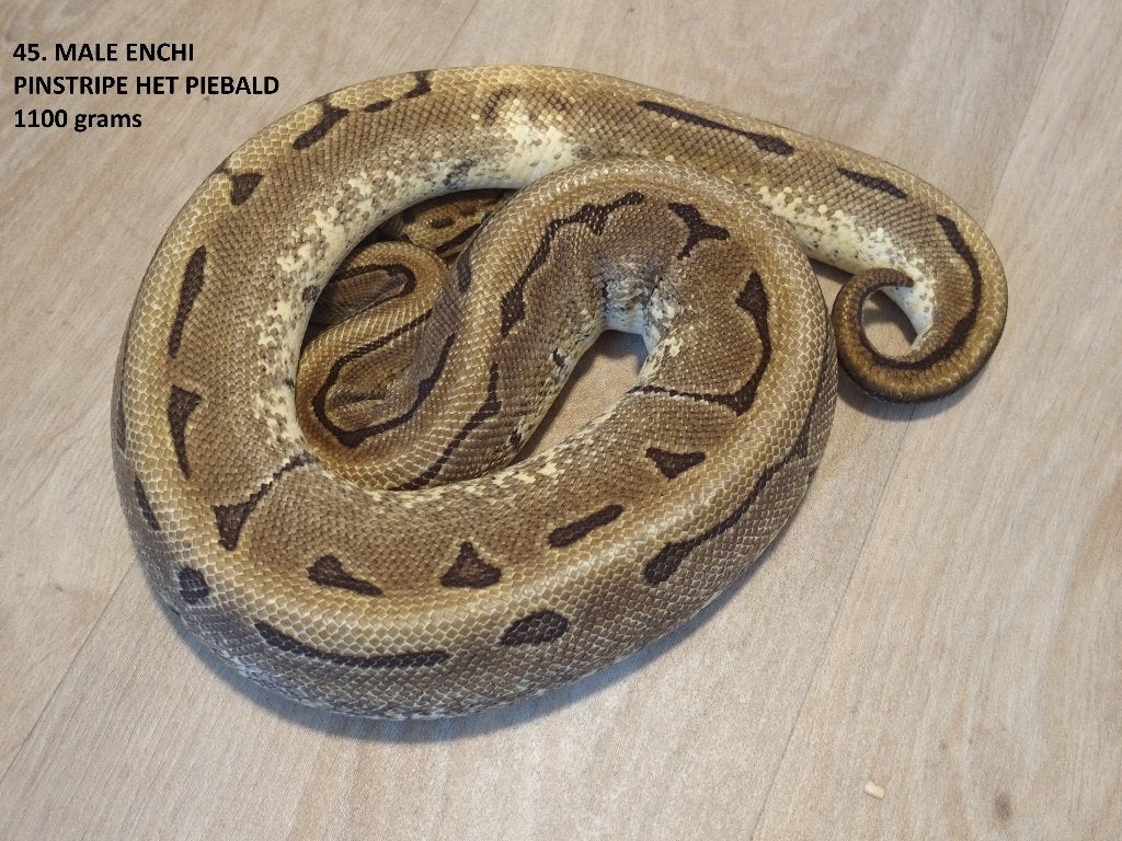 Koningspythons halfwas en volwassen kweekdieren deel 2 Ball Python photo 21