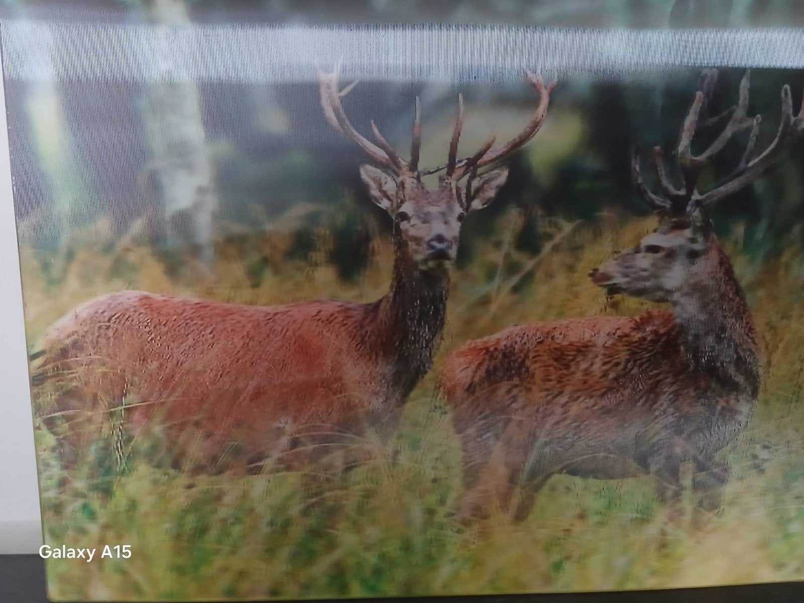 ansichtkaart 3 D, Ophalen of Verzenden, 1980 tot heden, Wild dier