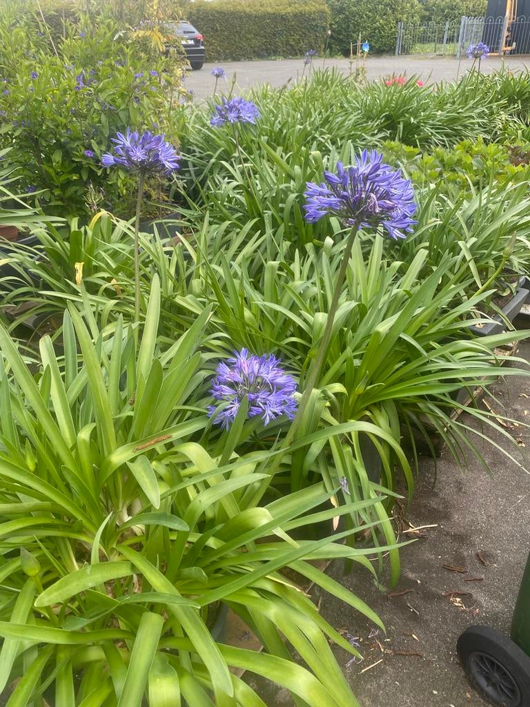 Aangeboden circa 50 Agapanthussen kuipplanten blauw en wit, Ophalen of Verzenden, Volle zon
