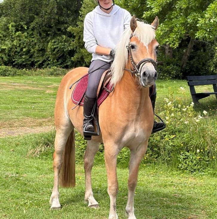 Prachtige lieve haflinger merrie, Dieren en Toebehoren, Merrie