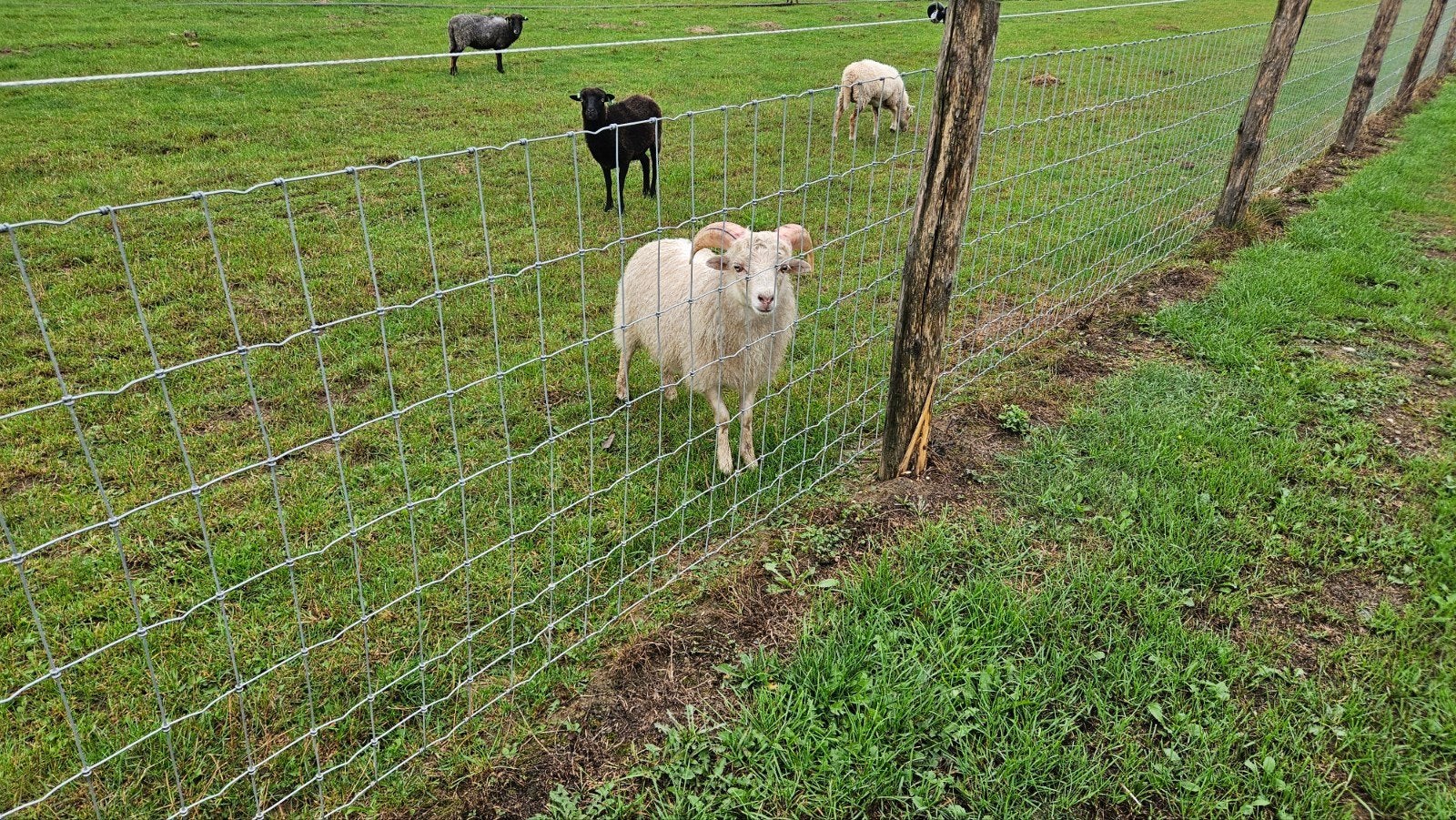 super tamme ouessant ram, Dieren en Toebehoren, Mannelijk, Schaap