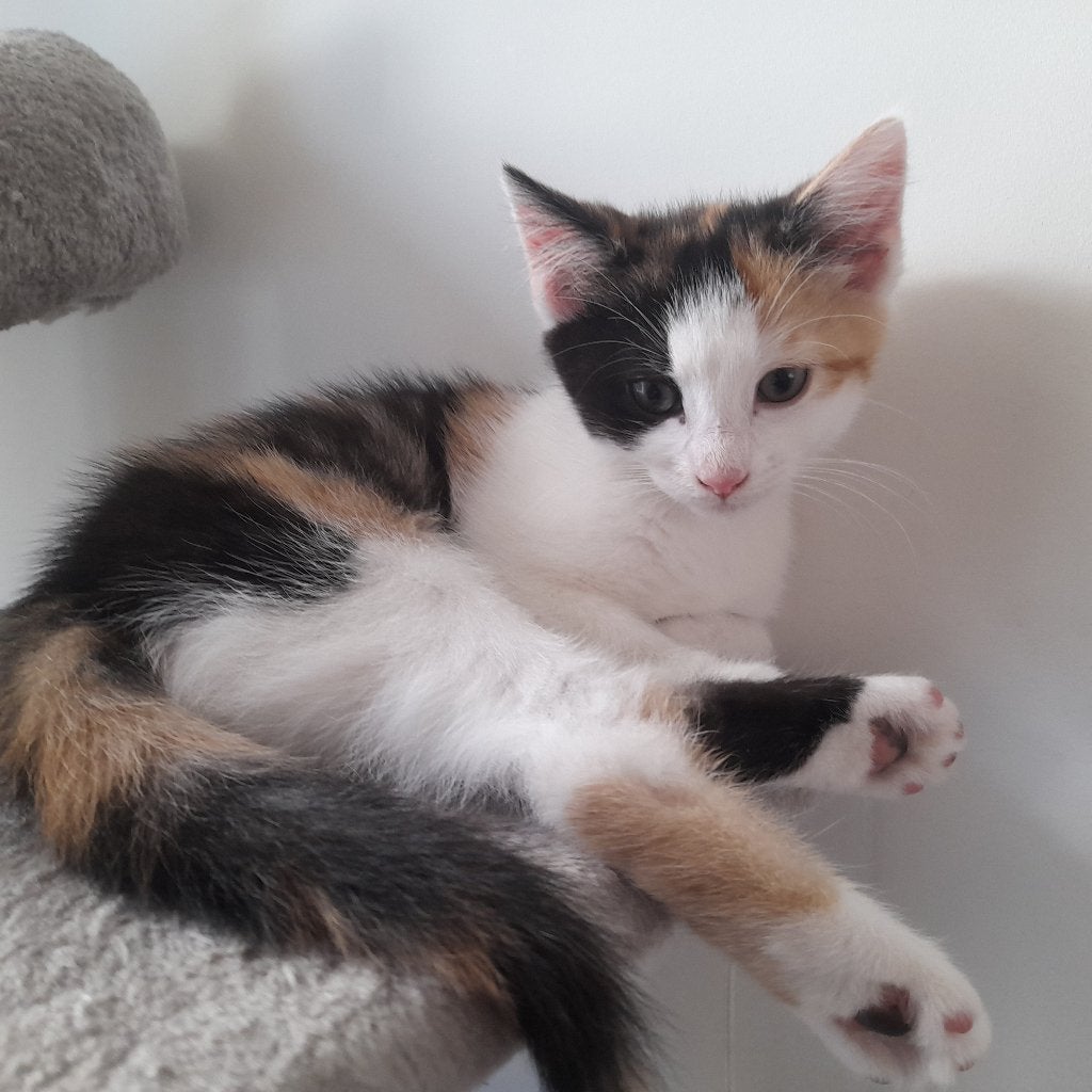 Mooie lieve Ragdoll/Noorse boskat/Eur korthaar kruising poes, Poes, Ontwormd, 0 tot 2 jaar