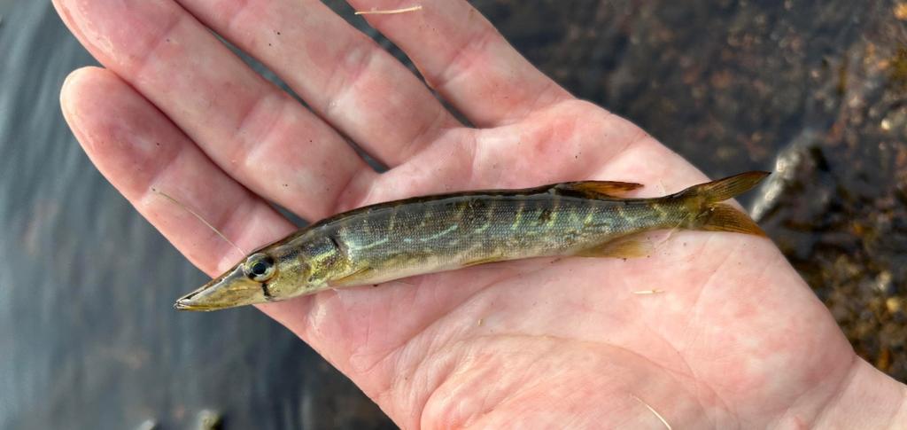 Gezocht baby snoek, Dieren en Toebehoren, Vis