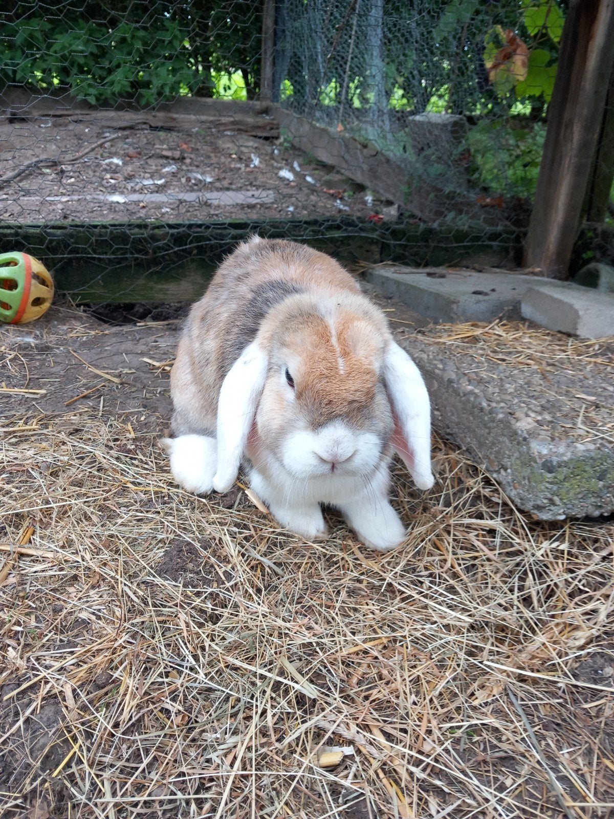 Dit konijn zoekt een maatje, Dieren en Toebehoren, Konijnen, Mannelijk, Middelgroot, Hangoor, 3 tot 5 jaar