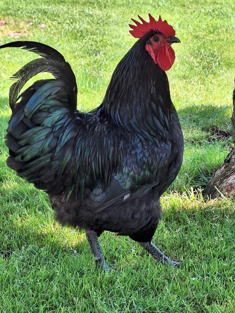 Broedeieren van de New Jersey Giant zwart, Dieren en Toebehoren, Pluimvee, Geslacht onbekend, Kip