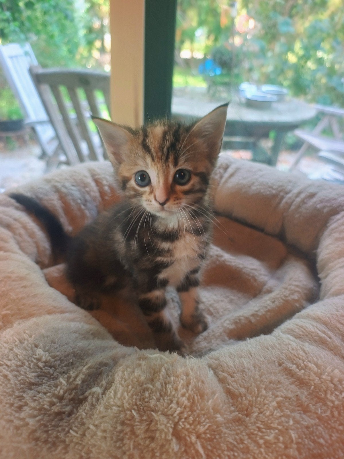 kitten kruising