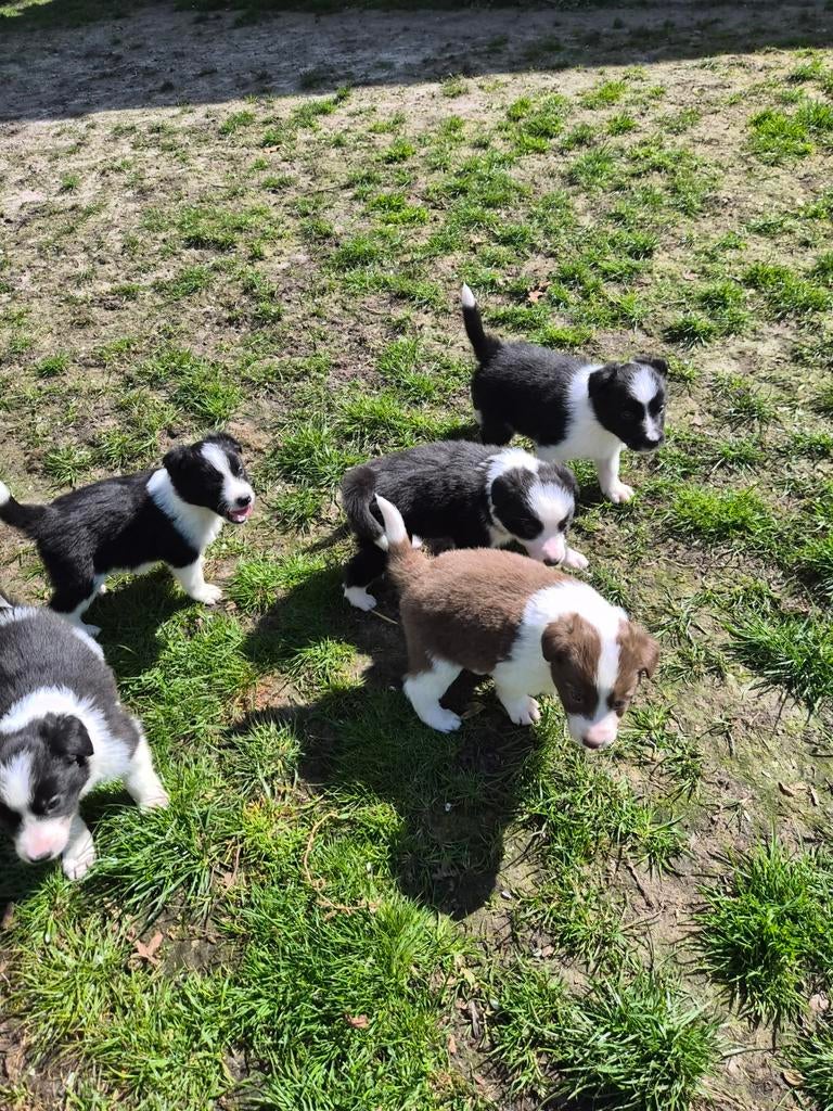 Border Collie pups, 8 tot 15 weken, Collie, Meerdere, Meerdere dieren