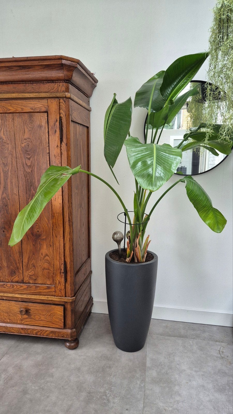 Grote Strelitzia Nicolai in pot - Kamerplant, Huis en Inrichting, Kamerplanten, Ophalen, Overige soorten, Halfschaduw, In pot