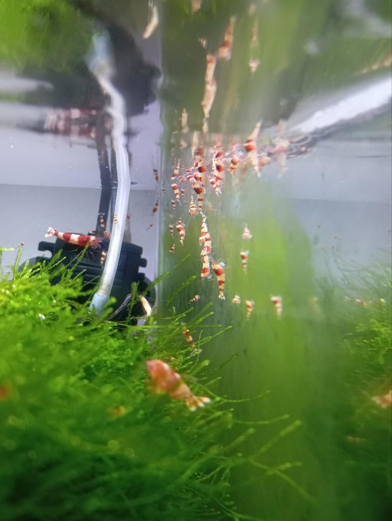 Crystal red garnalen, Kreeft, Krab of Garnaal, Zoetwatervis, Schoolvis