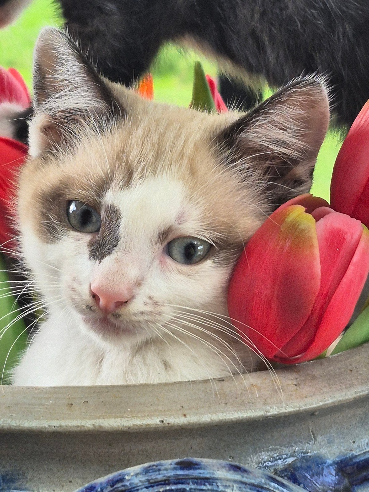 kittens  drie stuks, Dieren en Toebehoren, Kater, Kortharig, 0 tot 2 jaar