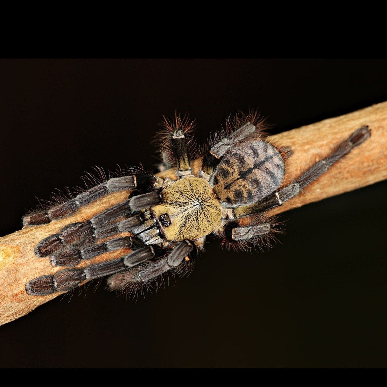 Phormingochilus SP. Akcaya Vrouw, Spin of Schorpioen