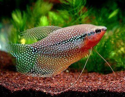 Diamant Gourami, Dieren en Toebehoren, Vissen | Aquariumvissen, Vis, Zoetwatervis, Schoolvis