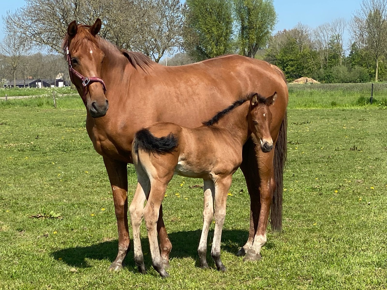 Fokmerrie merrie, Merrie, Dressuurpaard, 7 tot 10 jaar