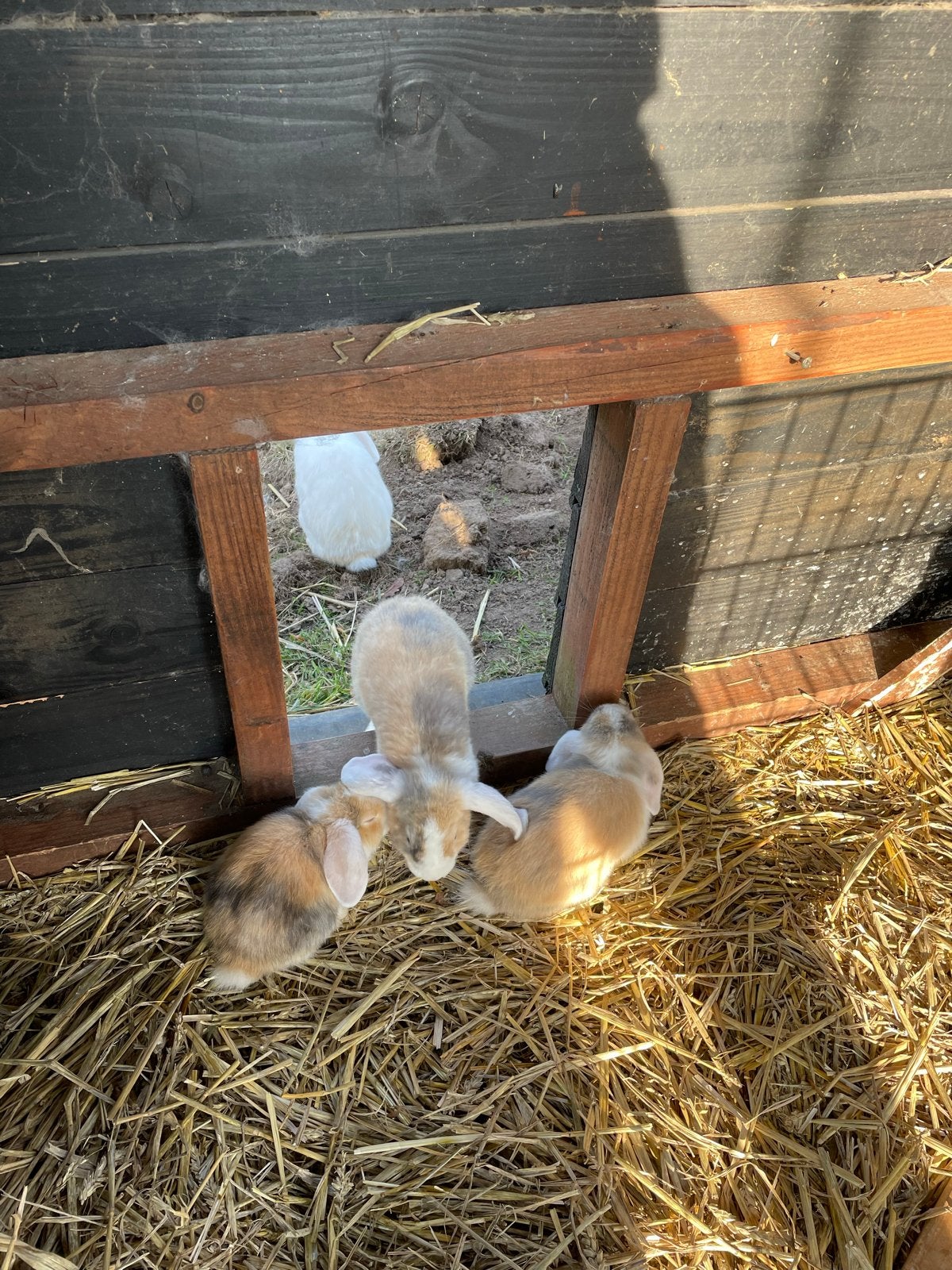 Jonge dwergkonijnen te koop, Dieren en Toebehoren, Geslacht onbekend, Mei, Overige typen, Tam
