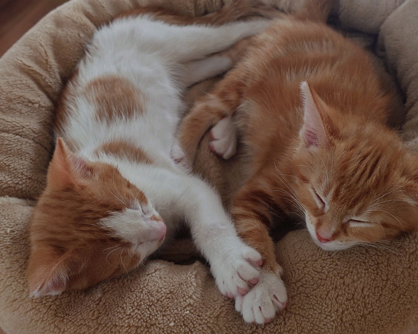 Wij zijn Felix & Maya, Dieren en Toebehoren, Meerdere dieren, 0 tot 2 jaar