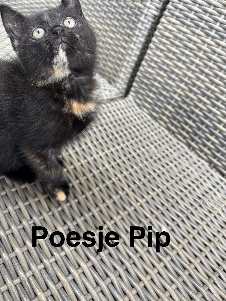 Kruising pers kittens, Dieren en Toebehoren, Katten en Kittens | Raskatten | Langhaar, Meerdere dieren, Ontwormd, 0 tot 2 jaar