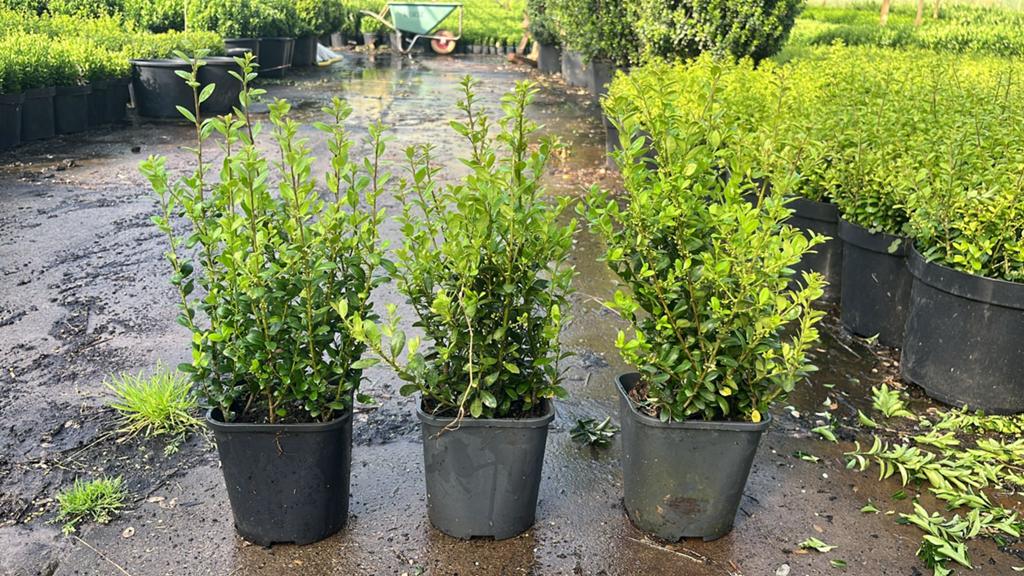 Ilex crenata - Japanse hulst - Diverse soorten en maten, Tuin en Terras, Planten | Tuinplanten, Vaste plant, Halfschaduw, Zomer