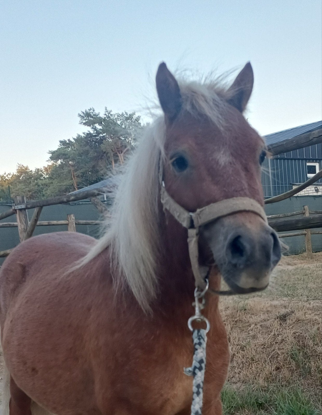 Foto 20 van 2 brave shetlander ruintjes! 🩵🩵 2 jaar oud
