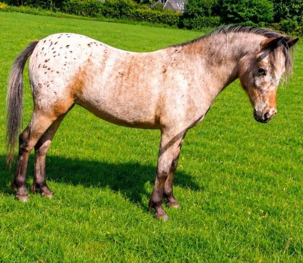 Appaloosa & Shetlander merries GROTE maat, Merrie, A pony (tot 1.17m), 3 tot 6 jaar, Gechipt